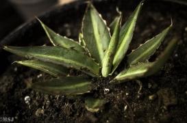 Aloe vera : une bloggeuse chinoise s’intoxique en direct