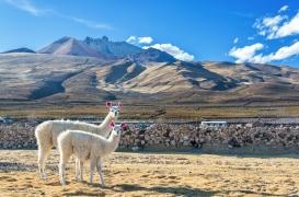 Les lamas sauveront-ils le monde de la Covid-19 ?