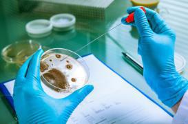 Listeria : Auchan et Carrefour rappellent du poulet contaminé