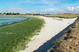 Décès du joggeur : des médecins confirment l'intoxication aux algues vertes