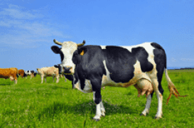 L’intolérance au lactose résolue ? Une très bonne nouvelle pour le corps et le cœur