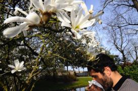 Allergies : les pollens de graminées toujours très présents