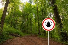 Maladie de Lyme : un mécanisme 