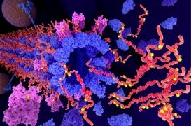 Alzheimer : des cellules immunitaires seraient liées au développement de la maladie 