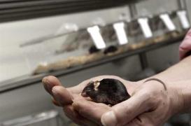 Alzheimer : de nouveaux éléments en faveur d'une origine inflammatoire