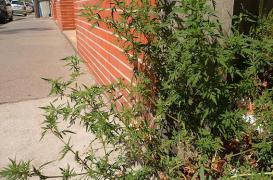 Ambroisie : 77 millions d'Européens touchés en 2050