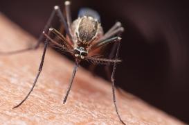 Moustiques : comment leur échapper ?