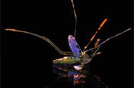 Revêtement électrostatique : l'arme fatale contre les moustiques