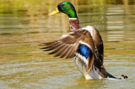 Grippe aviaire : un canard infecté dans le Pas-de-Calais