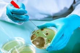 Bactérie super-résistante : les Etats-Unis passent à l'attaque 