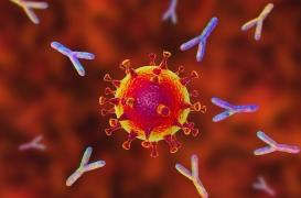 Un nouvel anticorps contre le SARS-CoV-2 a été découvert 