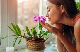 L'odorat peut-il soigner les maladies mentales ?