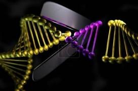 Ciseaux génétiques : la Chine devance les Etats-Unis