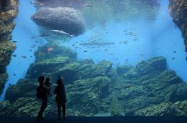 Stress : 10 minutes devant un aquarium pour retrouver sa sérénité