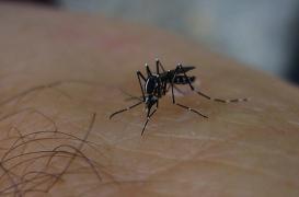 Lot-et-Garonne : un cas suspect d'arbovirose découvert