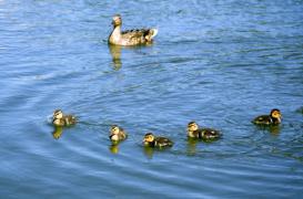 Grippe aviaire : l'abattage préventif touche 415 communes