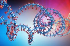 L’horloge biologique joue un rôle sur notre sommeil et sur les maladies