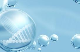 Bientôt de l'ARNm pour réparer le coeur ?