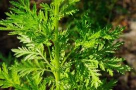 Paludisme : un produit naturel à base d’armoise retiré de la vente