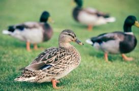 Grippe aviaire : les conseils de l’UE pour éviter l’épidémie