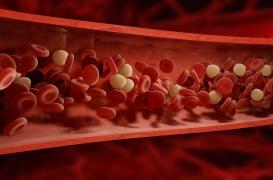 Covid-19 et thrombose : le piège de l’effet «spiderman» des neutrophiles