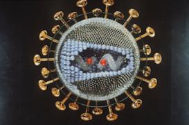 Sida : le traitement précoce fait ses preuves