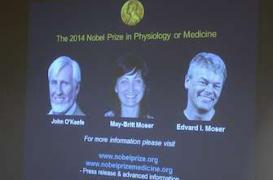 Les Nobel de Médecine localisent  notre « GPS » du cerveau 