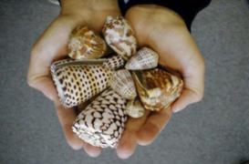 Antidouleur : le venin d’un escargot marin plus puissant que la morphine