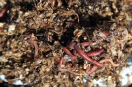 Un ver marin promet de révolutionner la transfusion sanguine 