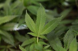 Drogues : l'alcool  bien plus dangereux que le cannabis 