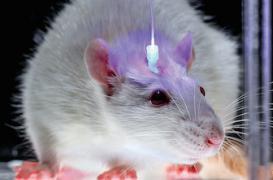 Les grandes avancées scientifiques de l’année 2014