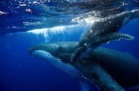 Les souris ont des spermatozoïdes plus grands que ceux des baleines