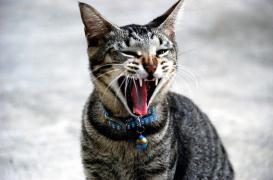Griffures de chat : comment éviter les infections