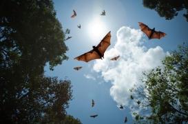 Les chauves-souris ne seraient pas à l’origine de la Covid-19, selon une étude