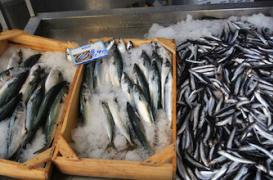 Poisson : les effets sur la santé du mercure et des PCB 