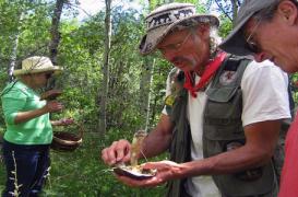 Champignons : les précautions pour éviter l’intoxication