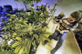 Cannabis : les dangers d'un dépistage obligatoire au lycée 