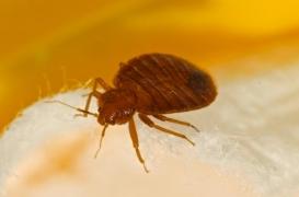 Le gouvernement part à la chasse contre les punaises de lit 