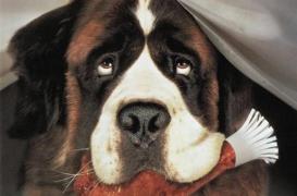 Les propriétaires de chiens ont une meilleure santé