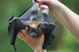 Ebola : le patient zéro avait deux ans