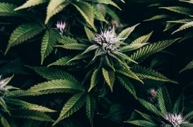 Addiction aux opioïdes : le cannabis médical est une alternative insuffisante 