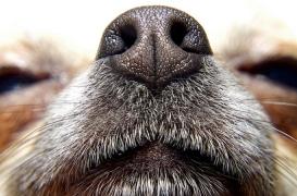 L'odorat de l'Homme est équivalent à celui du chien