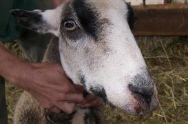 Maladie de la langue bleue : un danger pour l'animal, pas pour l'homme