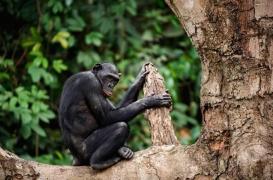 Bonobos : les singes plus proches de l'homme