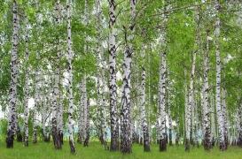 Allergies : les pollens de retour au bouleau