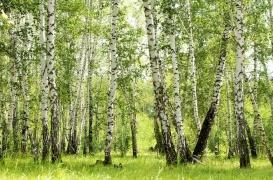 Allergies : une semaine de bouleau à craindre