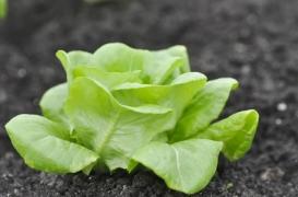 Etats-Unis : des laitues contaminées par la E. Coli, 52 hospitalisations et un mort