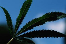 Cannabis : des allergies parfois graves