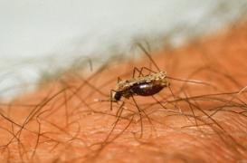 Paludisme : le groupe sanguin O protecteur