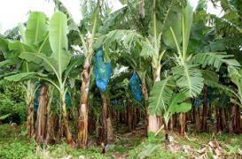 Chlordécone : la pollution durera encore sept siècles